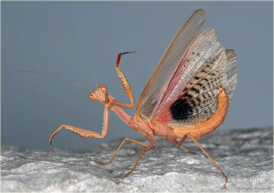 богомолы, manteidae, богомол, пятнистый, испещрённый, iris, polystictica, Надежда Муравьёва