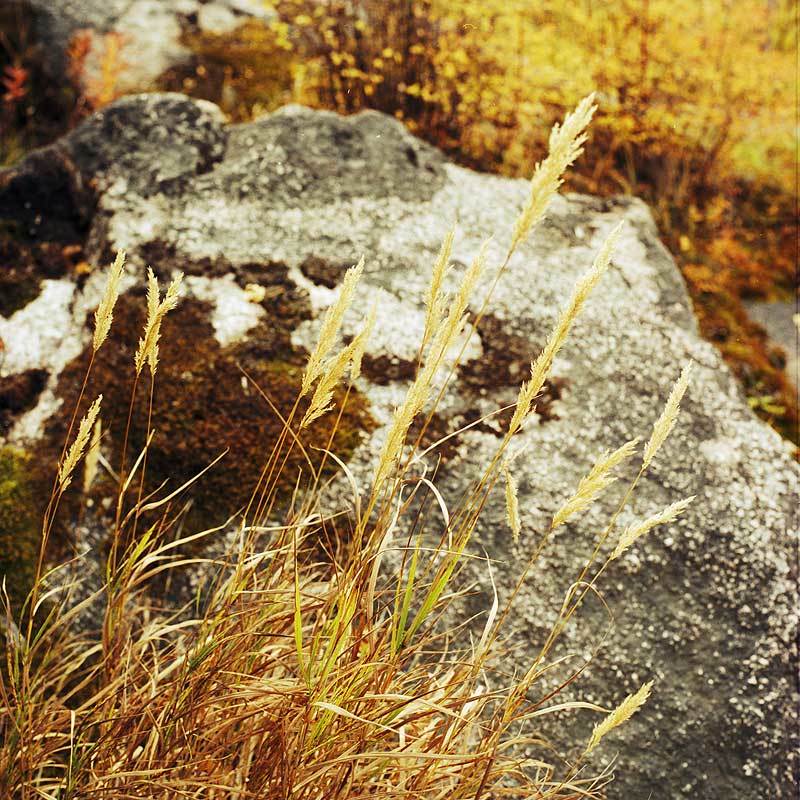 корова, шкура, камень, трава, осень Коровья шкура фото превью