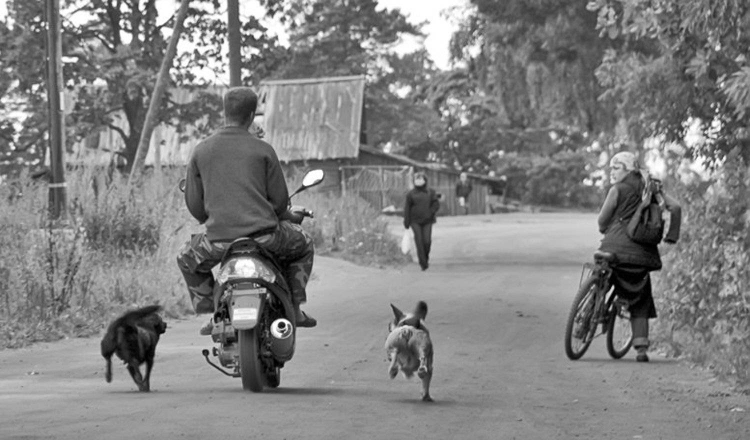 собаки,жизнь,мгновение,сюжет, Евгений Пугачев.