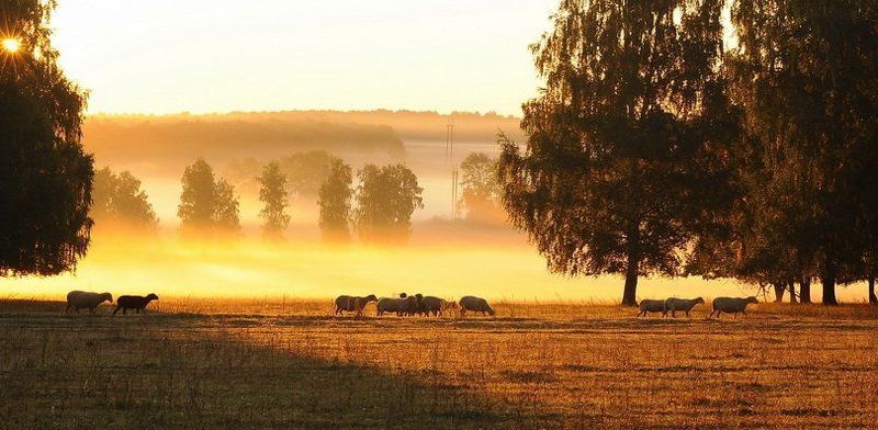 Охота на овец фото превью