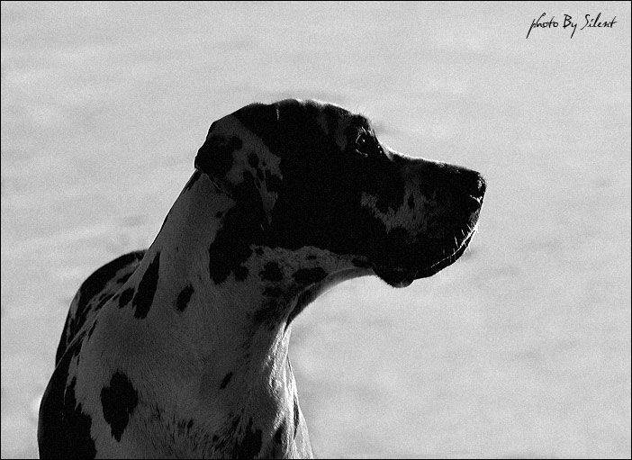 друг, человека, Silent