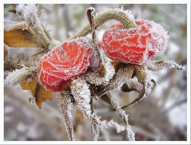 природа,флора,зима,снег,иней,шиповник, Ольга Хлуднева