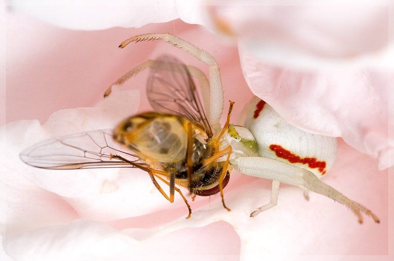 паук, журчалка, spider, jurchalka, dinner Гламурно умереть ... фото превью