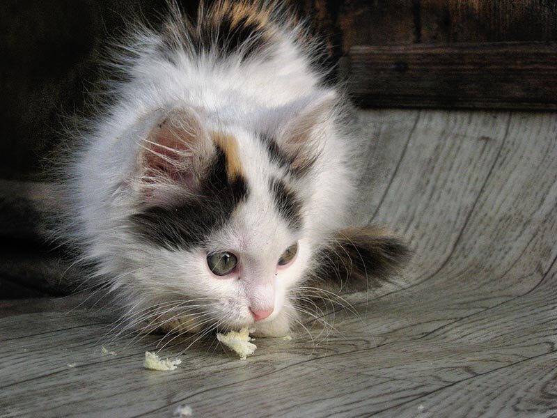 котёнок, Наталья Захарова