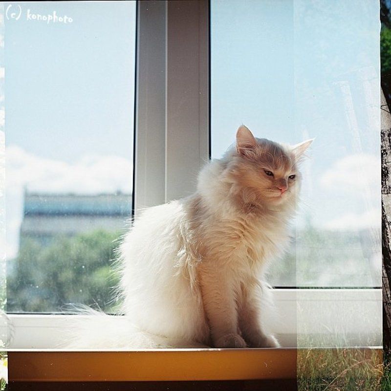 konophoto, пленка 6х6 _Мая фото превью