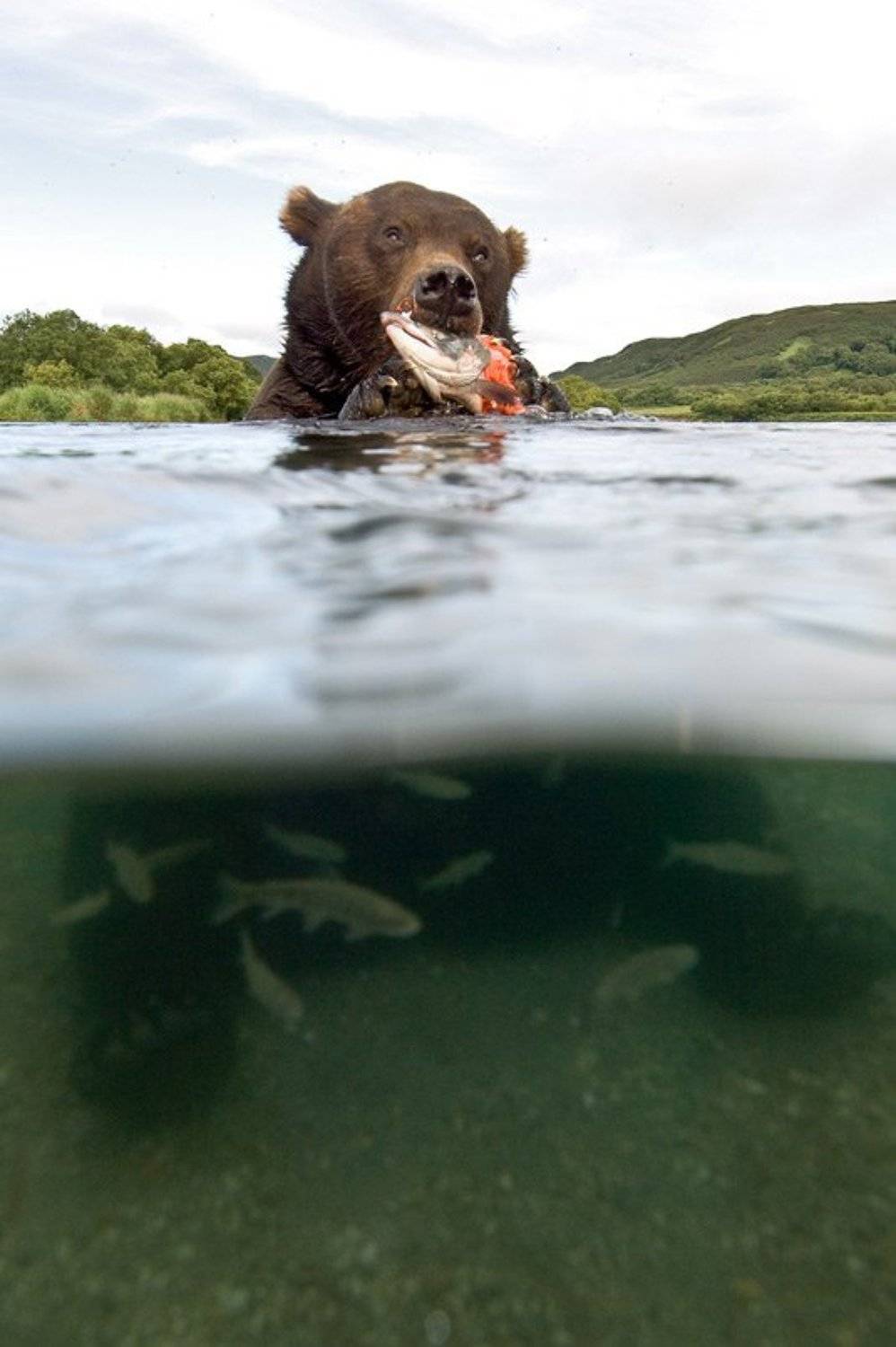 медведь, bear, горшков, gorshkov, Sergey Gorshkov