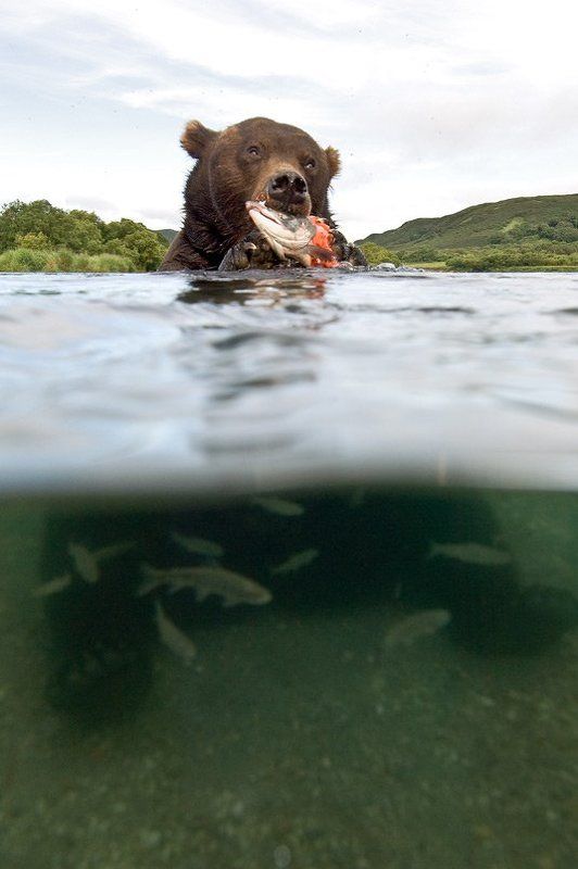 медведь, bear, горшков, gorshkov 50/50 фото превью