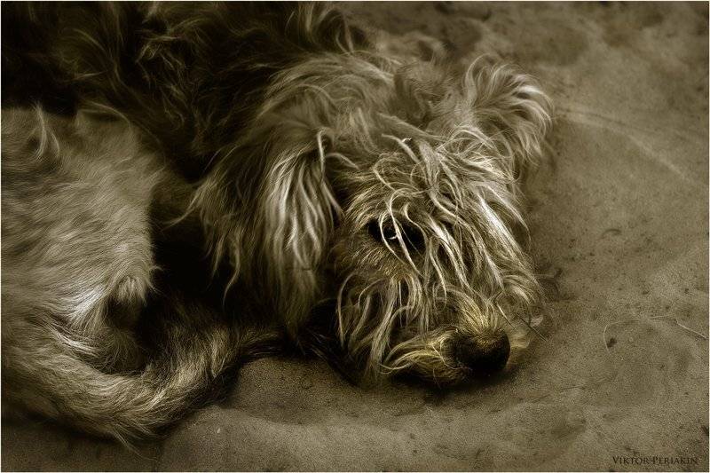 собака, песок, Виктор Перякин