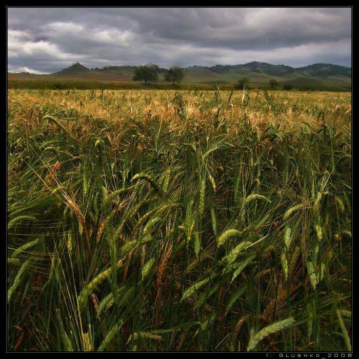 , Игорь Глушко