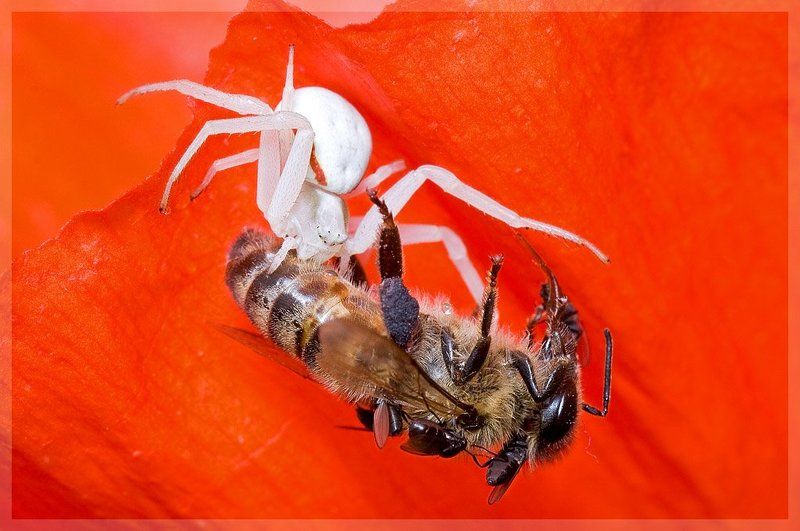spider, bee, fly, macro, паук, пчела, муха, макро Смерть в красных тонах фото превью