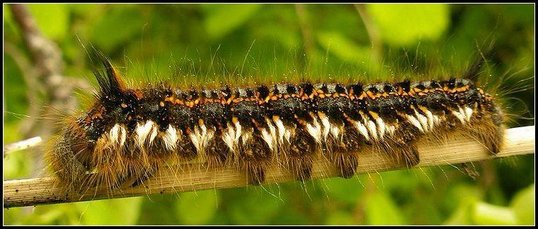 макро, гусеница, насекомые, Григорий Иващенко