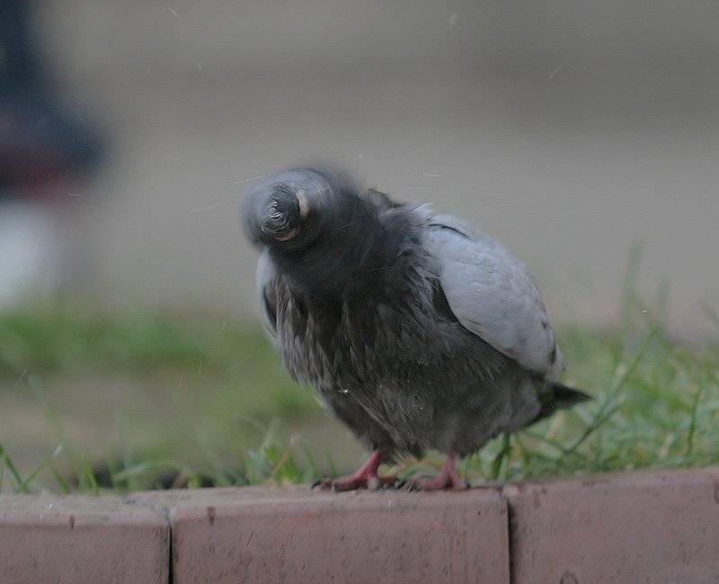 , Максим Юлдашев