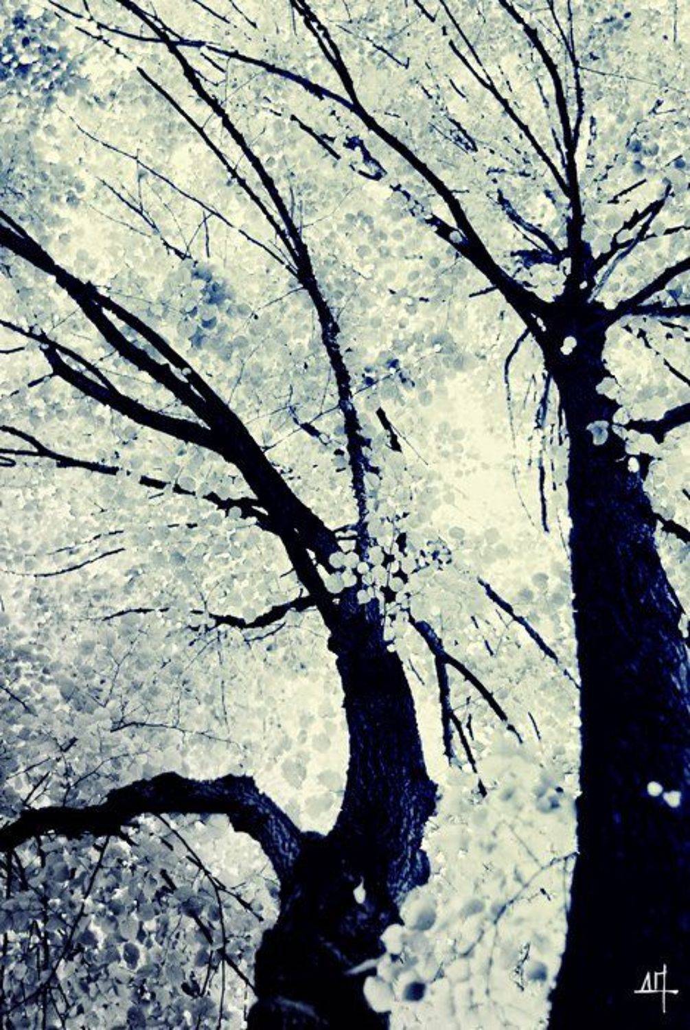 , Дмитрий Плотникофф