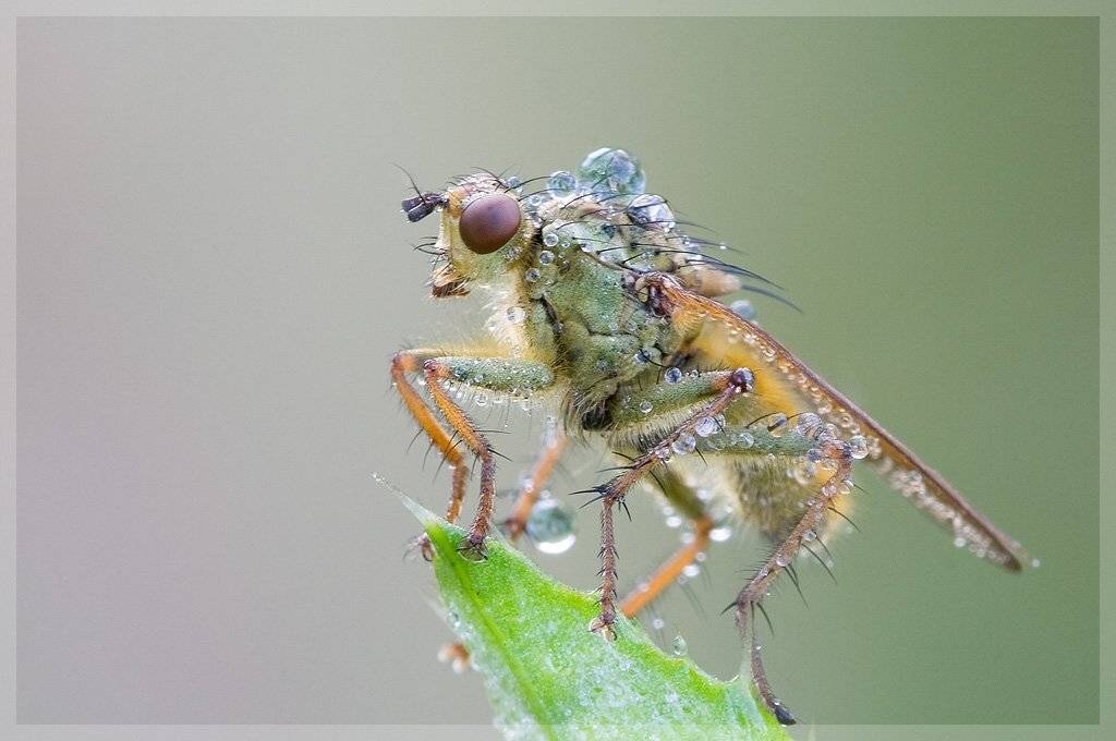 навозница, муха, макро, Amazon-san