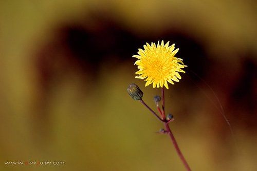 краски Осени 4