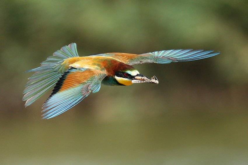 , Владимир Кучеренко