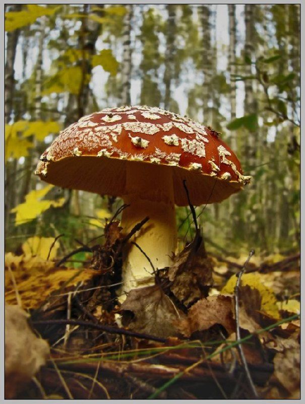 красивый, и, несъедобный  фото превью