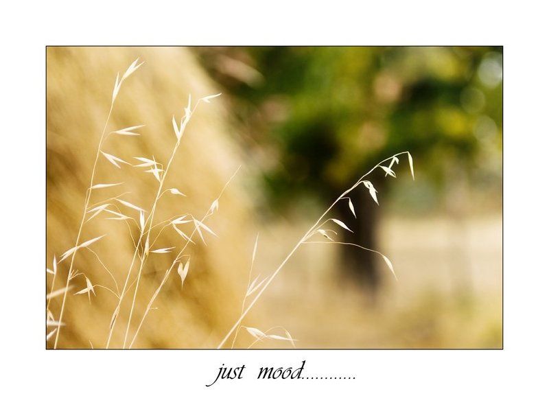 просто,так Just mood.... фото превью