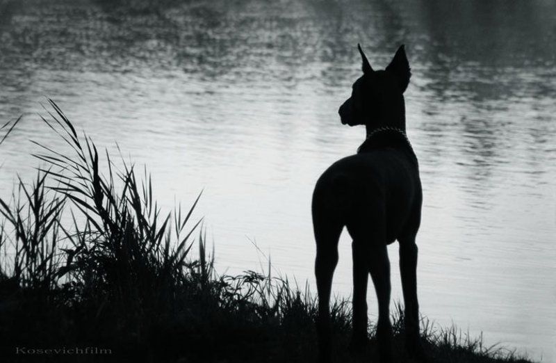 собака,доберман тифи фото превью