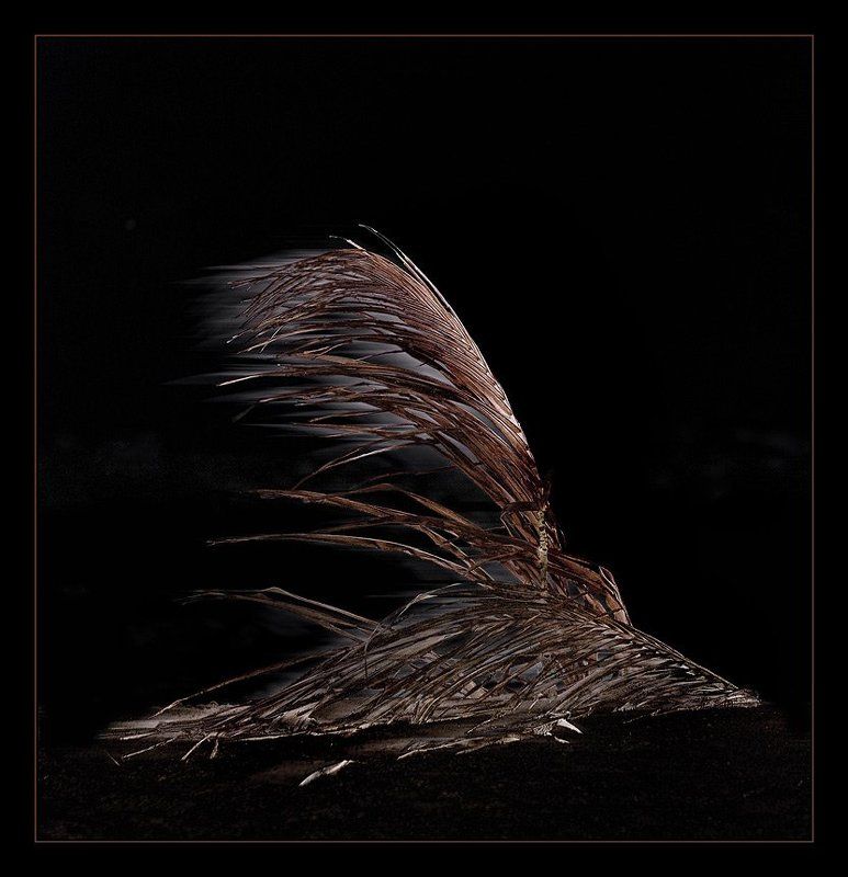 *** фото превью