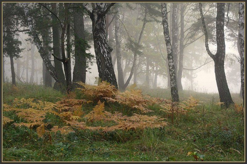 Утренний туман фото превью