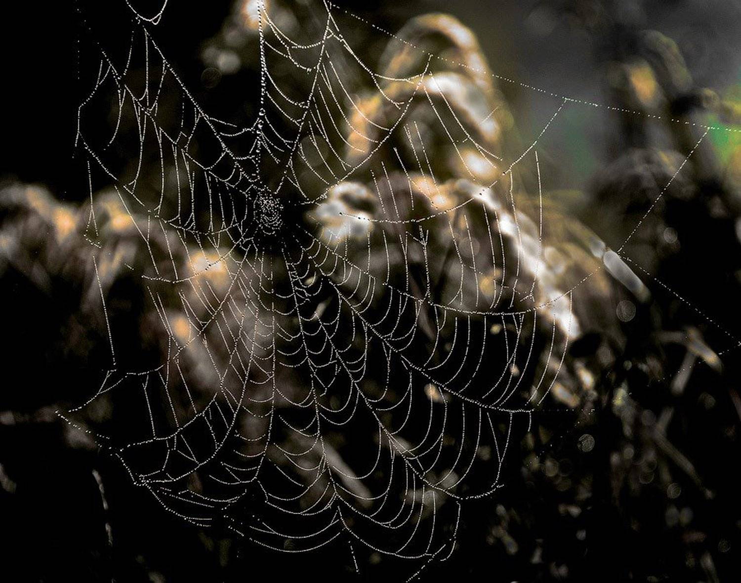 , Дмитрий Милосердов