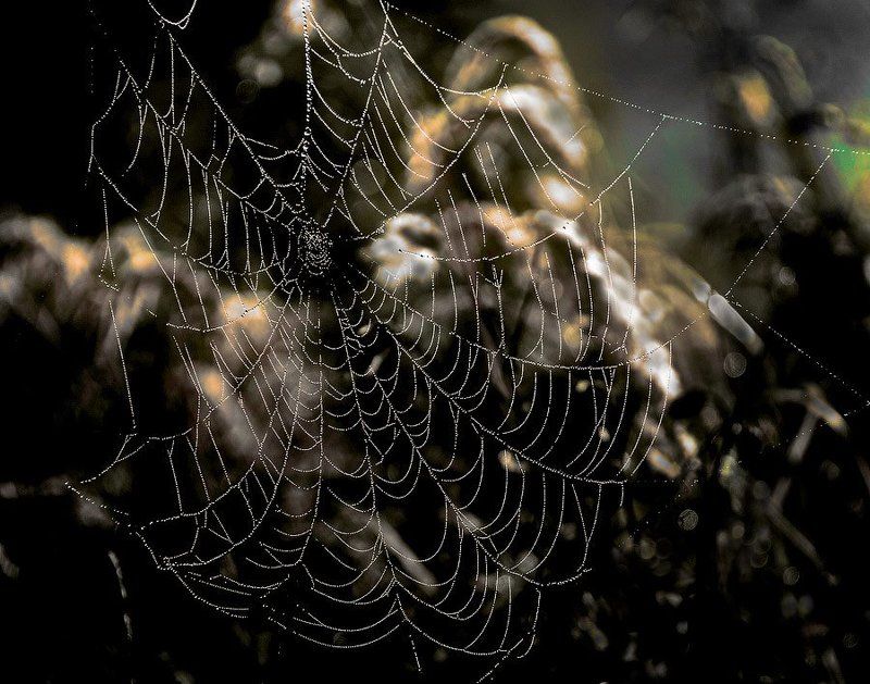 Сваровски от Природы фото превью