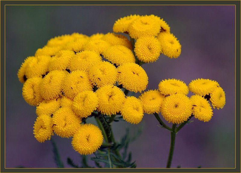 пижма Пижма фото превью