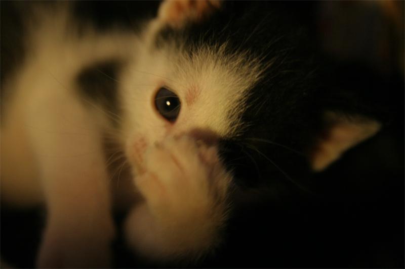 ....отдамся в хорошие руки.. фото превью