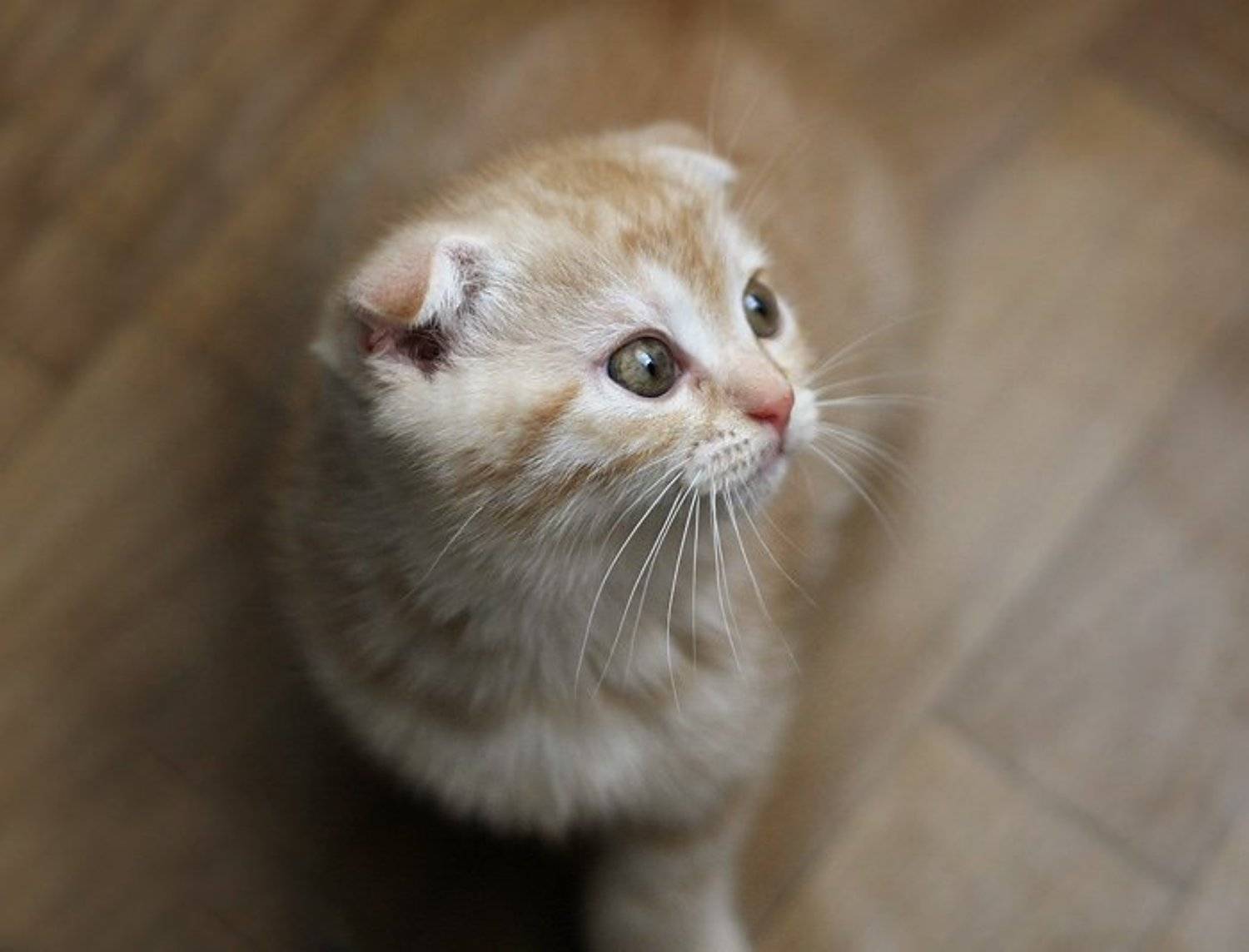 кися, фотя, Lelya