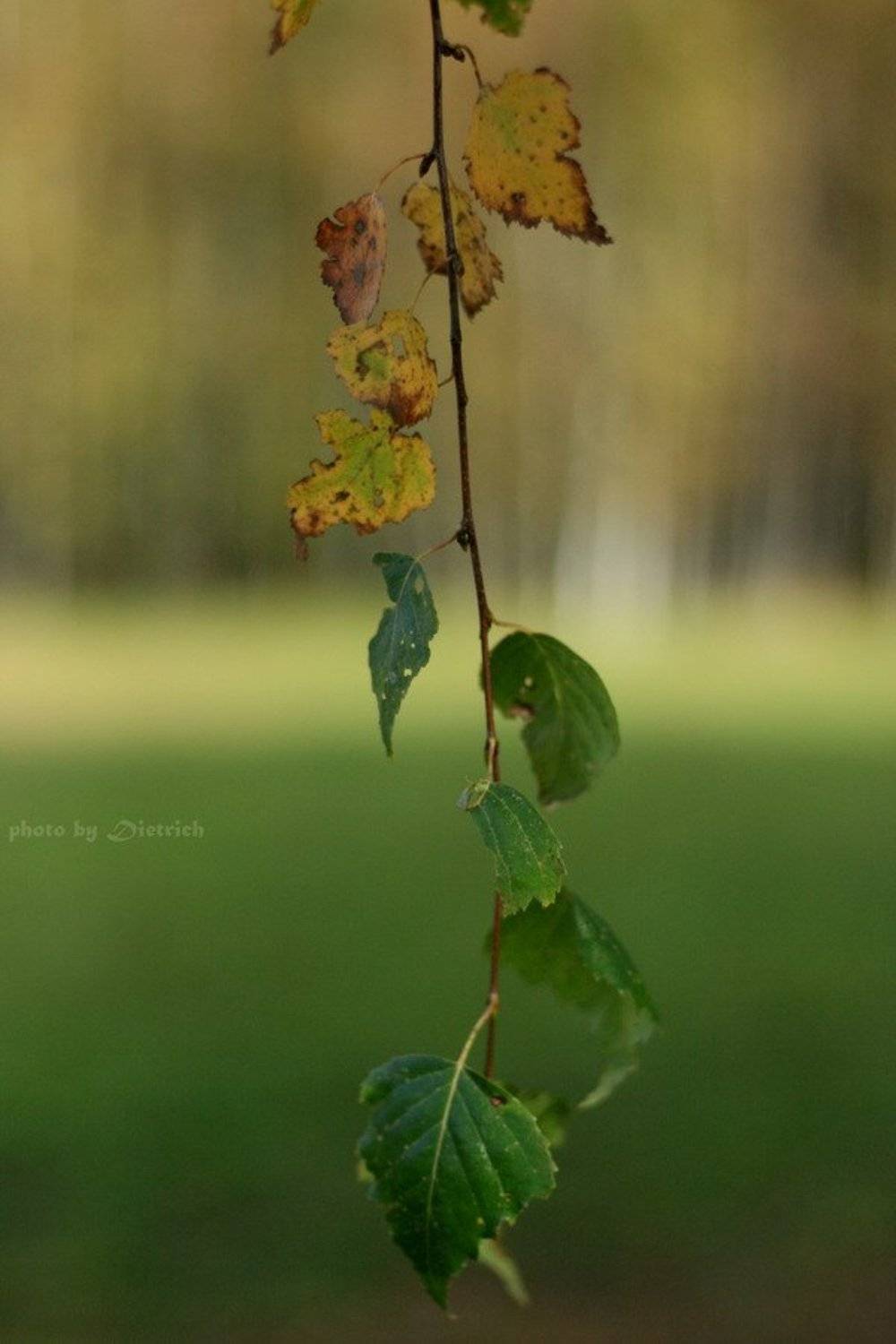 осень, природа, желтый, зеленый, половина, Dietrich