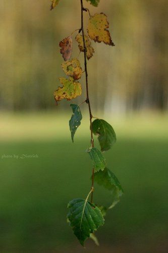 Осень? Бабушка надвое сказала...