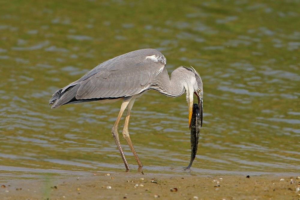 , Владимир Кучеренко