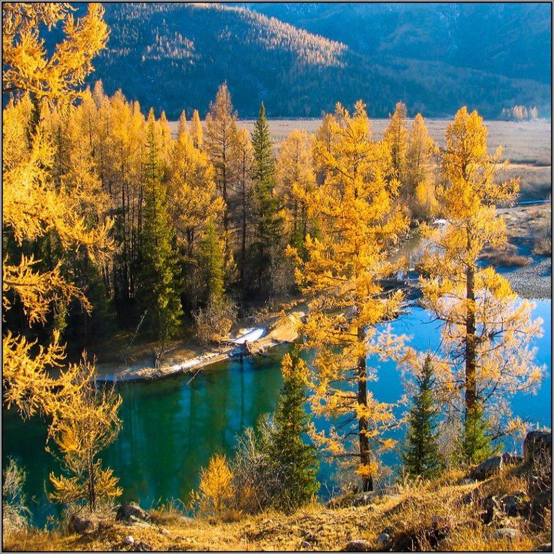 Золото Алтая фото превью