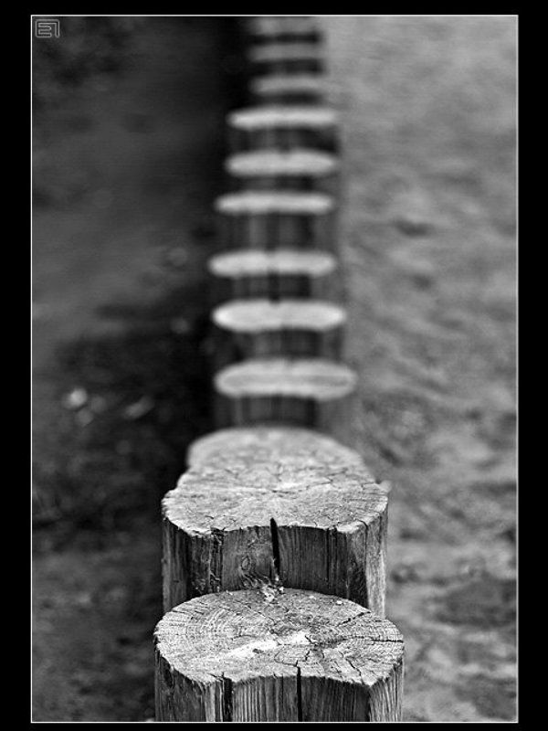 Были деревья... фото превью