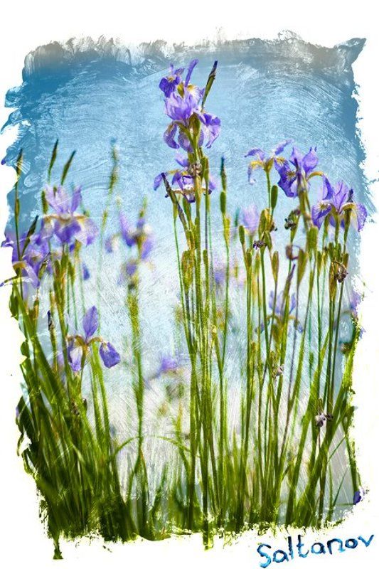 Ирисы. фото превью