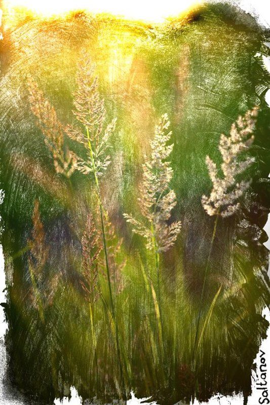 Колоски. фото превью