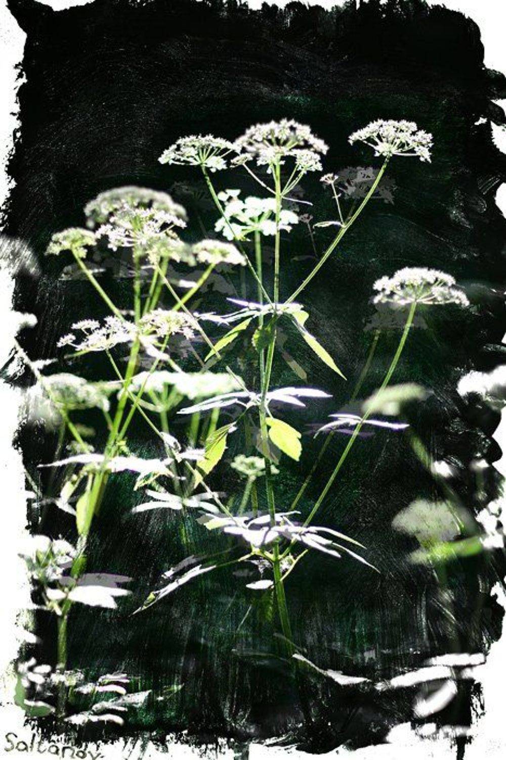 , Антон Салтанов