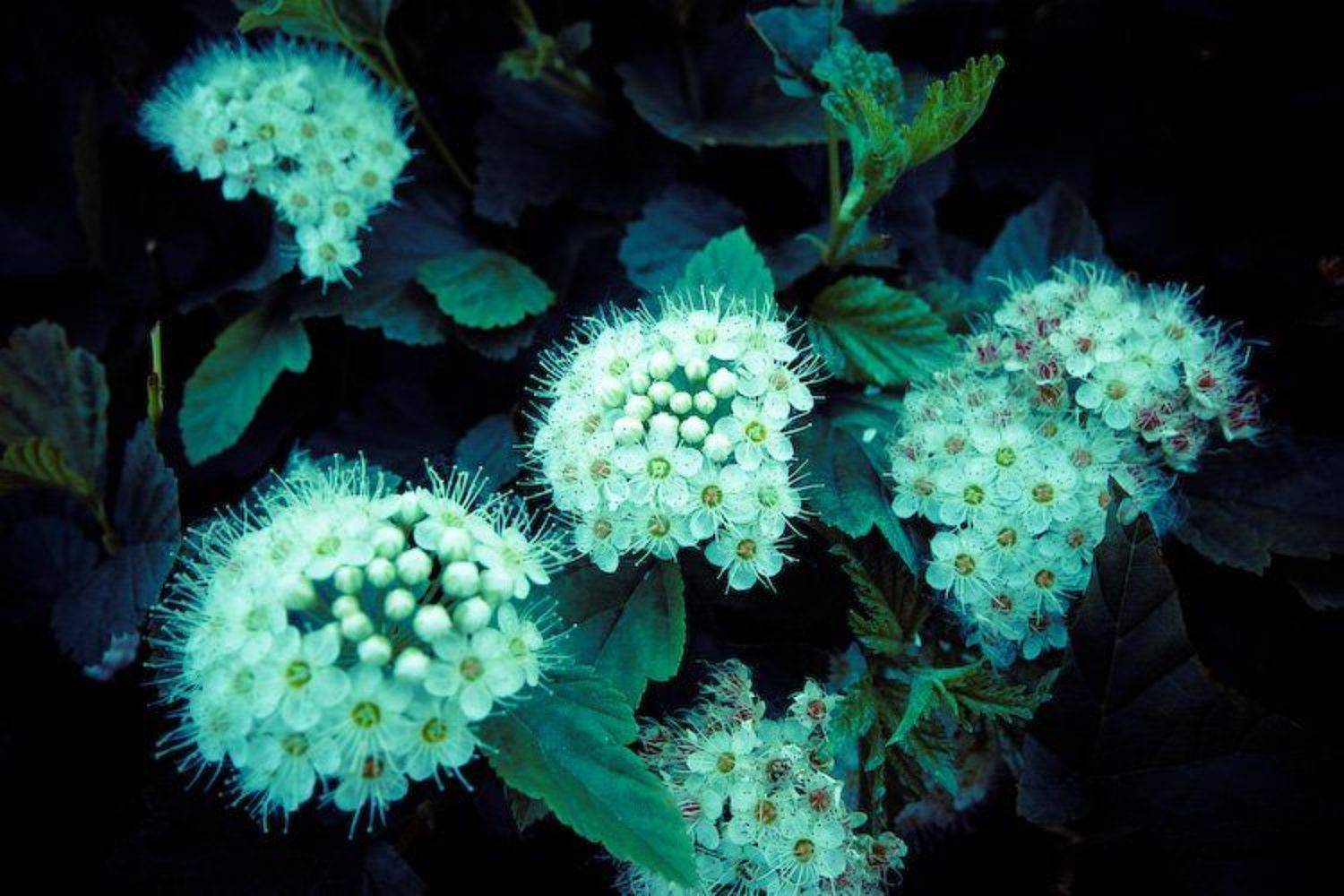 цветы, Макс Карпухин