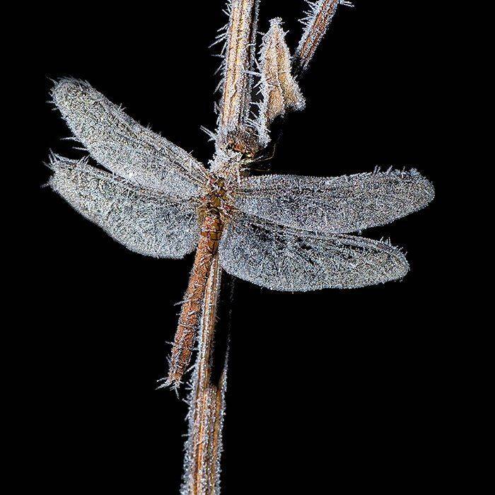 ночь,мороз,стрекоза,иней, Partner