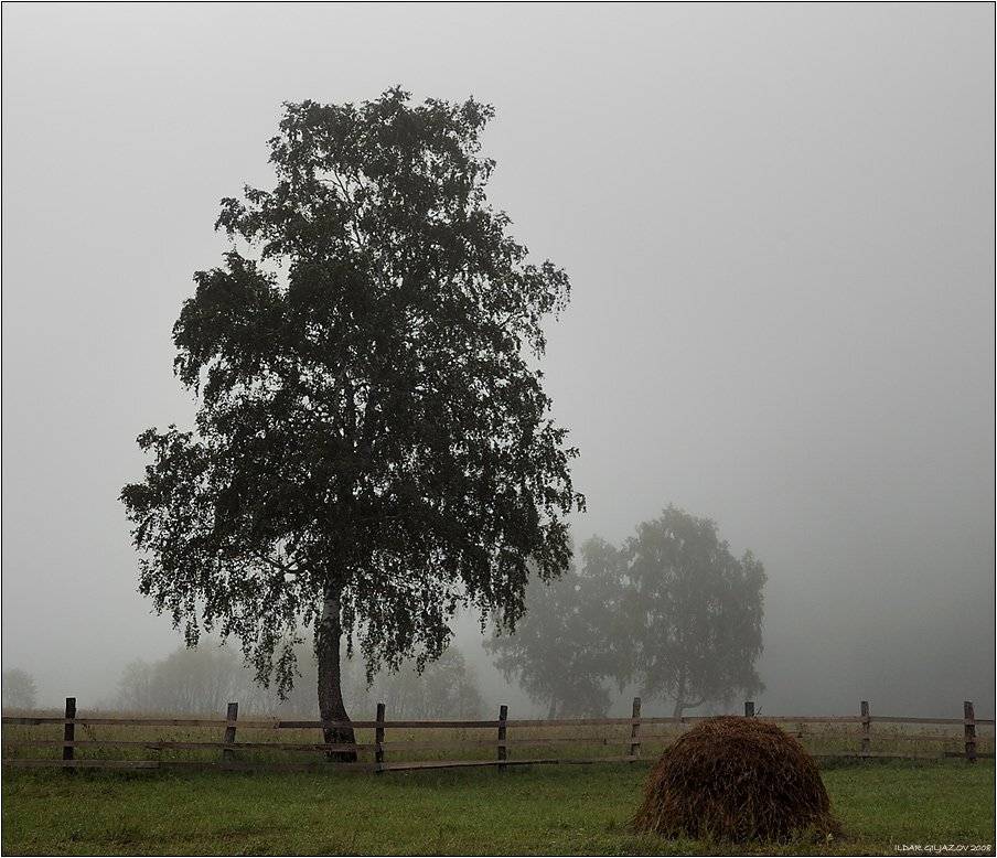 туман, утро, береза, сено, Ildar