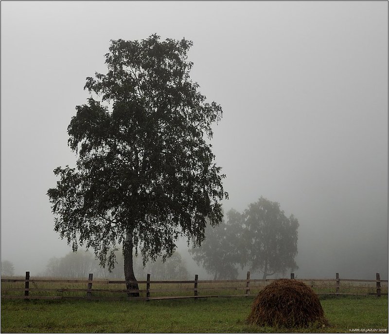 туман, утро, береза, сено Там за туманами... фото превью