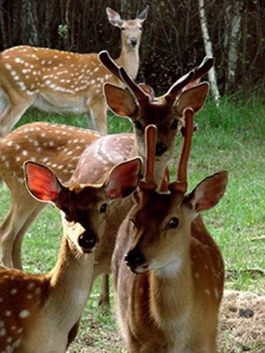 , ИГОРЬ МЕЛЬНИКОВ