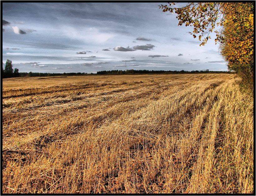 , Лунный Ежик