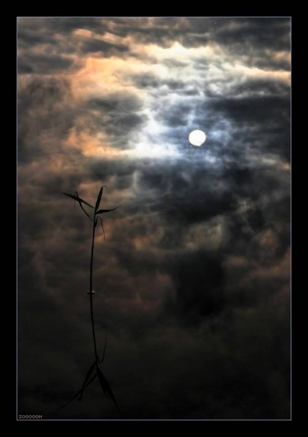 вуокса, Алексей (zooooom)