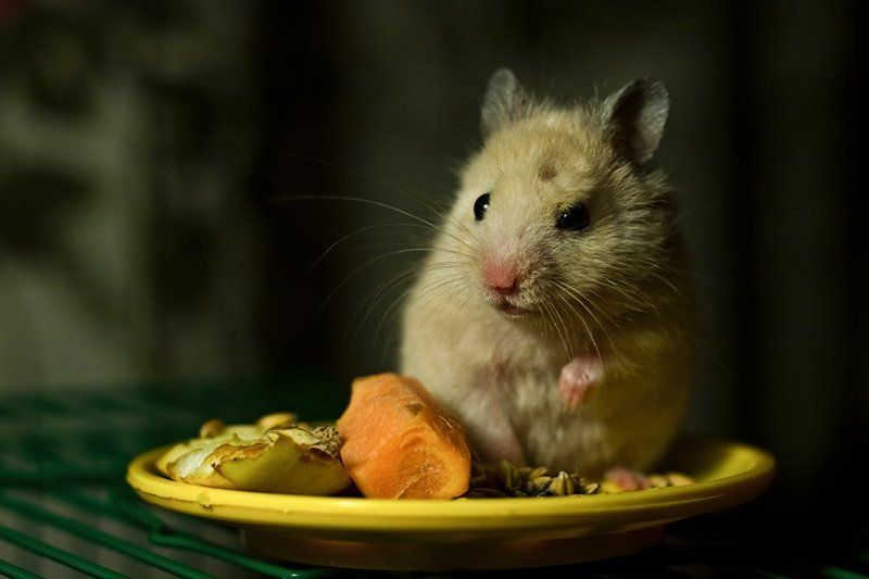 хомяк Оборона пищеблока фото превью