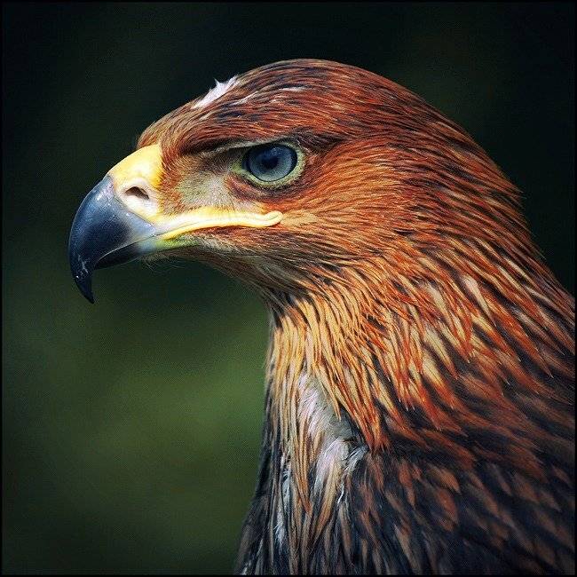 **арол, натуральный, одна, штука, )))**, mikiham