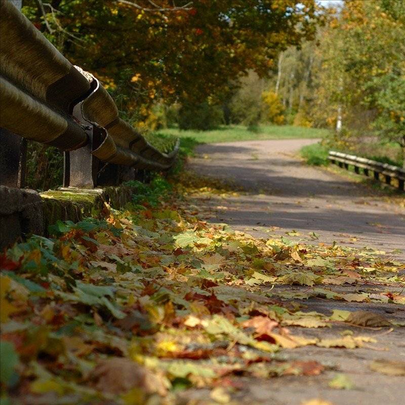 ленинские горки, клёны, Kaiser Sozo