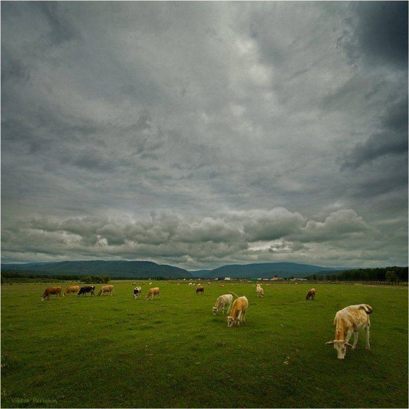 деревня, горы, коровки, Виктор Перякин