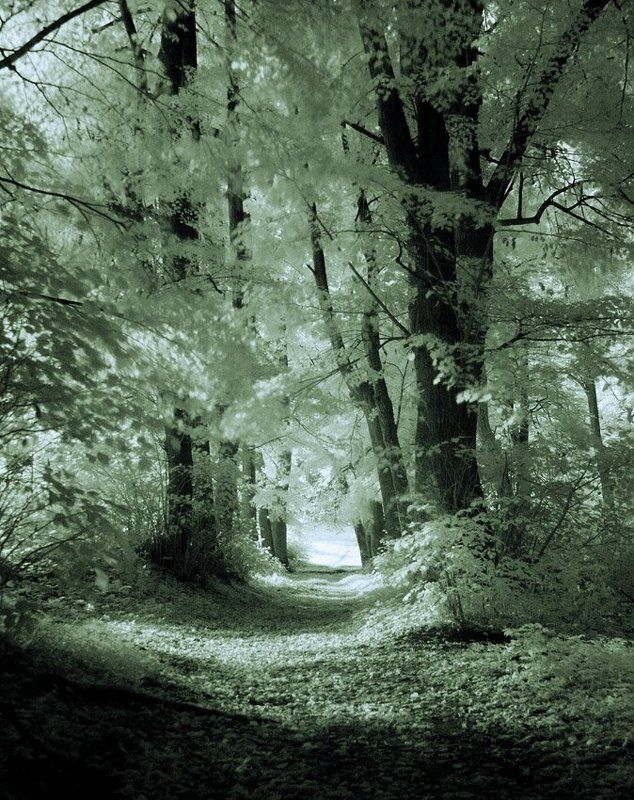 В парке фото превью